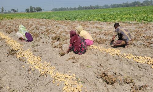 আলুর বাম্পার ফলনে সর্বস্বান্ত চাষী